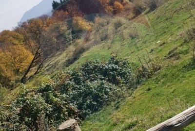 Teren Construcții intravilan de 6700 mp, în Vlădeni - 14