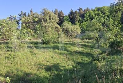 Teren de 10000 mp, în Tărlungeni - 4