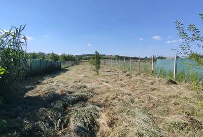 Teren de 1300 mp, în Central - 2