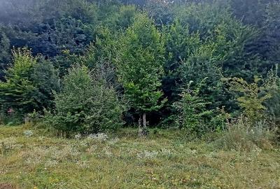 Teren de 2900 mp, în Buhoci - 3