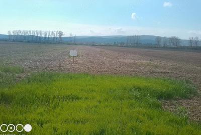 Teren de 5000 mp, în Dancu - 7