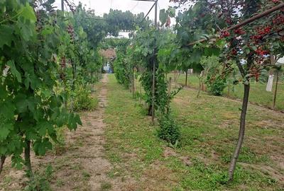 Casă cu 4 camere cu Teren 1277 Mp în Central - 5