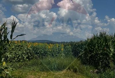 Teren de 6000 mp, în Costâna
