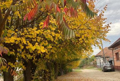 Teren de 2055 mp, în Sâmbăta de Sus
