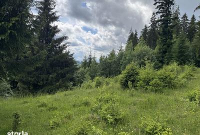 Teren de 18980 mp, în Dorna Candrenilor