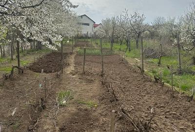 Teren de 1513 mp, în Central