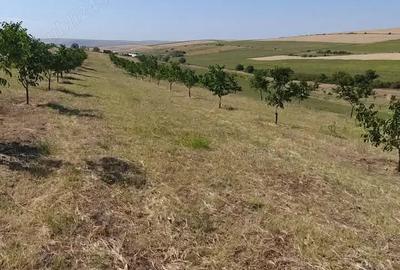 Teren de 33400 mp, în Central - 8