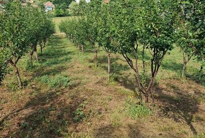 Casă cu 2 camere cu Teren 2946 Mp în Răzoare