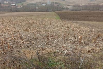 Teren de 3000 mp, în Ruși - 1
