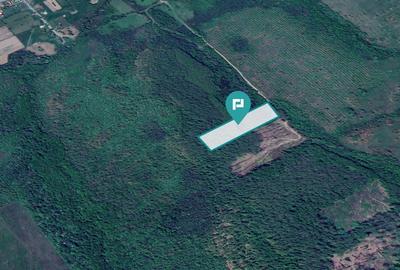 Teren extravilan de 23000 mp, în Dorgoș - 2