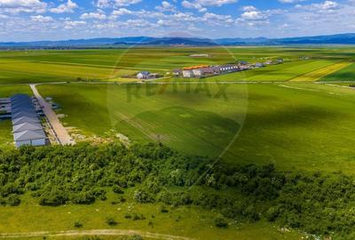 Teren Construcții intravilan de 8600 mp, în Tărlungeni - 6