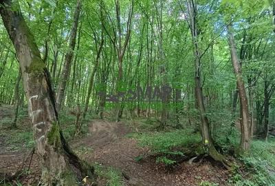 Teren de 1900 mp, în Valea Borcutului - 1