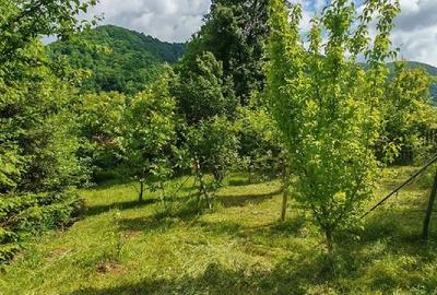 Teren de 800 mp, în Ibănești - 2