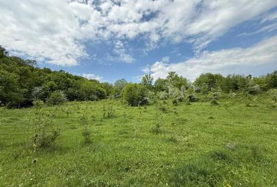 Teren de 8329 mp, în Ciuta - 5