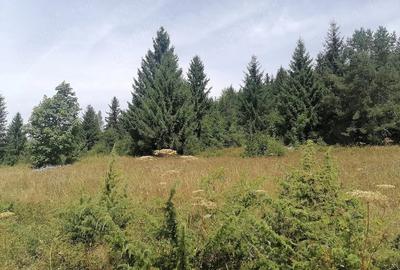 Teren de 5000 mp, în Scărișoara