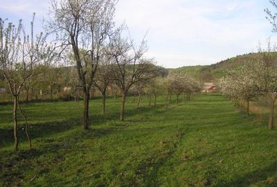 Teren Construcții intravilan de 6090 mp, în Călinești - 5