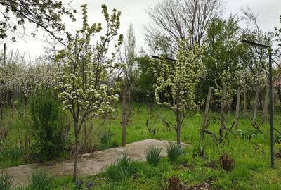 Teren de 1550 mp, în Boldu - 2