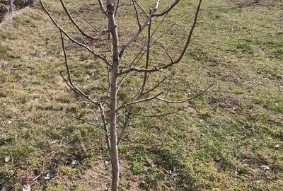Teren de 2500 mp, în Dragodănești - 2