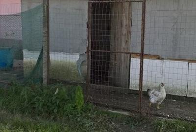 Casă cu 3 camere cu Teren 5002 Mp în Butimanu - 7