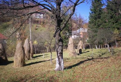 Casă cu 2 camere cu Teren 1742 Mp în Central - 7