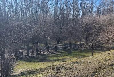 Teren de 1600 mp, în Islaz - 8