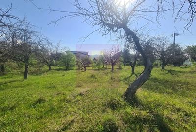 Teren de 1300 mp, în Voila