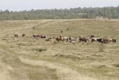 Teren de 130000 mp, în Breznița-Motru - 1