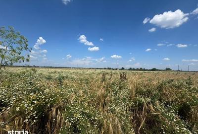 Teren de 3800 mp, în Rovine