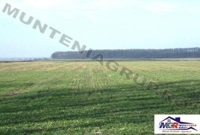 Teren agricol extravilan de 9200 mp, în Afumați - 2