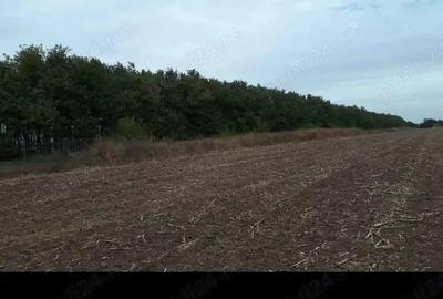 Teren de 400 mp, în Gruiu - 5