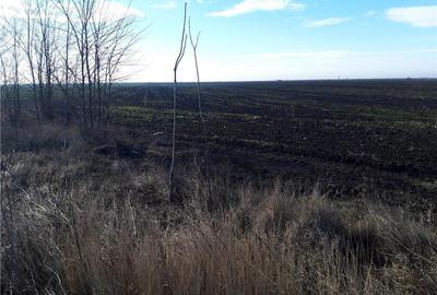 Teren de 5000 mp, în Cotorca - 9