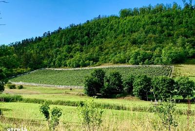 Teren de 8000 mp, în Central - 11