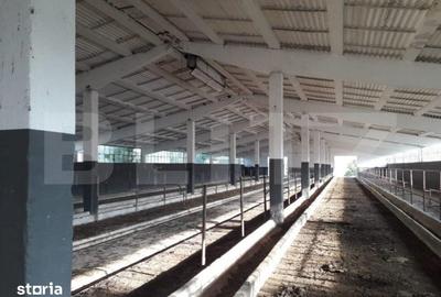 Teren de 950000 mp, în Iosefin - 3