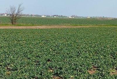 Teren de 427 mp, în Clinceni - 3