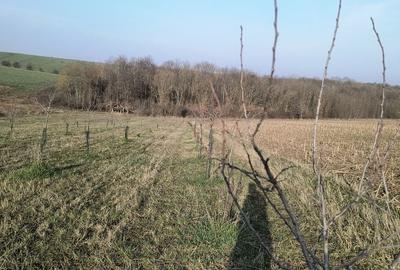 Teren de 8700 mp, în Ramna - 1