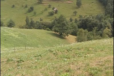 Teren de 10000 mp, în Moieciu - 4