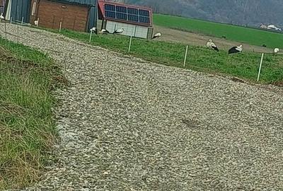 Teren de 1630 mp, în Luizi-Călugăra - 11