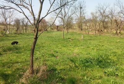 Teren de 2219 mp, în Lăpugiu de Jos - 7