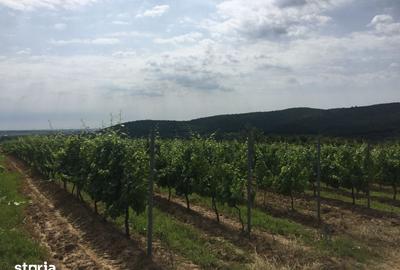 Teren de 650000 mp, în Zărnești - 2