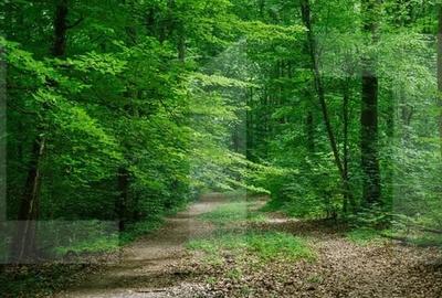 Teren extravilan de 6541 mp, în Cucorăni