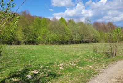 Teren de 4000 mp, în Satu Mare