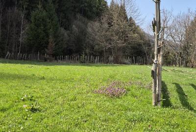 Teren de 4096 mp, în Tarcău - 2