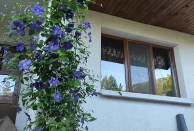 Casă cu 3 camere cu Teren 7700 Mp în Nojag - 5