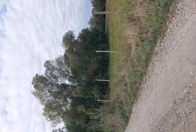 Teren de 4712 mp, în Dumbrăveni - 5