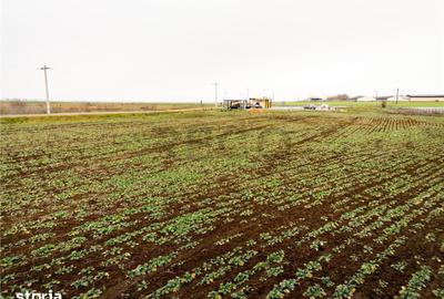 Teren de 5000 mp, în Sânnicolau Român - 10