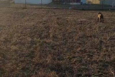 Casă cu 4 camere în Păscoaia - 4