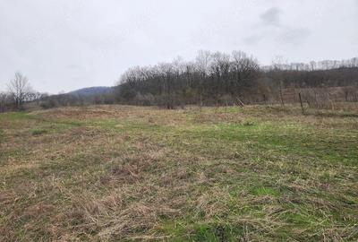 Teren de 8000 mp, în Șoimari - 2