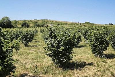 Teren de 29000 mp, în Cozla - 4