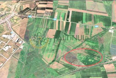 Teren agricol extravilan de 7100 mp, în Șura Mică - 1