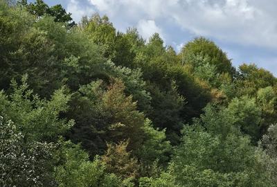 Casă cu 3 camere în Palazu Mare - 7